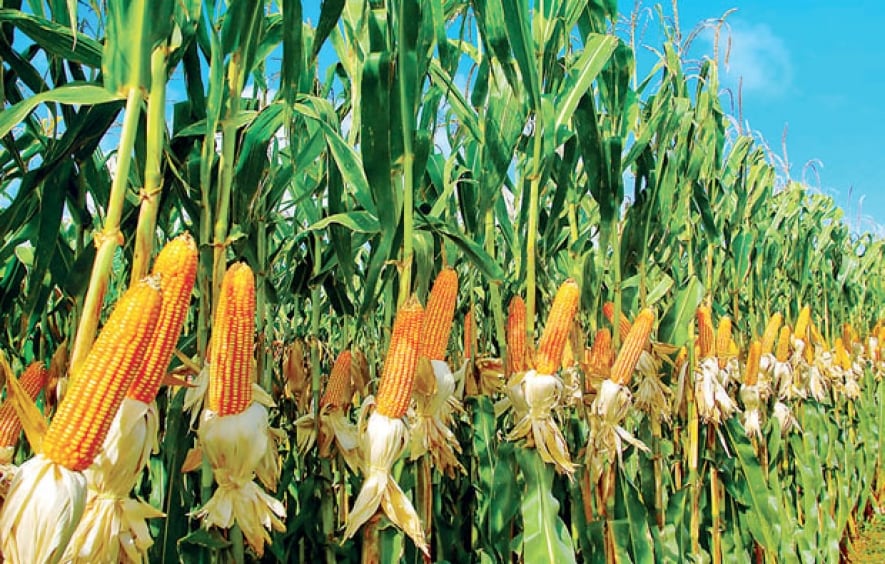 අස්වැන්නට මිලක් නැතැයි ගොවීන් ගෙන් මැසිවිලි අස්වැන්නට මිලක් නැතැයි ගොවීන් ගෙන් මැසිවිලි