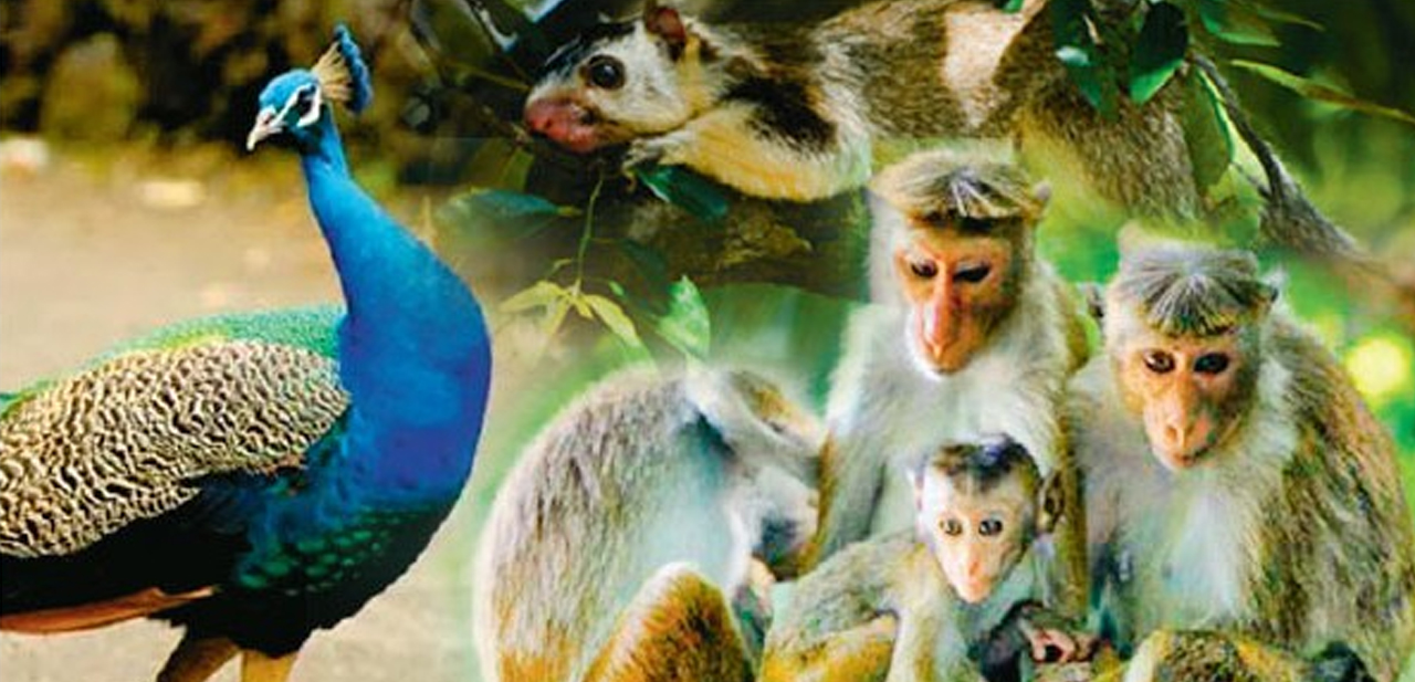 ජාතික සත්ත්ව සංගණනයේ වාර්තාව නිකුත් කෙරේ ජාතික සත්ත්ව සංගණනයේ වාර්තාව නිකුත් කෙරේ