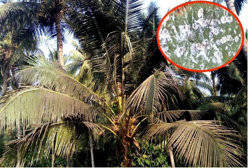 මයිටා සහ සුදු මැසි උවදුර අනුරාධපුරයේ පොල් වගාව වනසයි මයිටා සහ සුදු මැසි උවදුර අනුරාධපුරයේ පොල් වගාව වනසයි