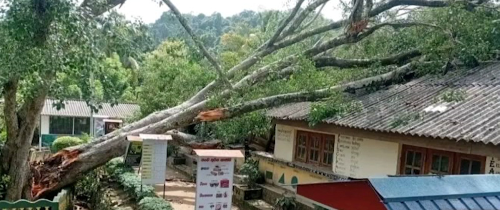 ගසක අත්තක් පාසල් සිසුවෙක් බිළිගනී ගසක අත්තක් පාසල් සිසුවෙක් බිළිගනී