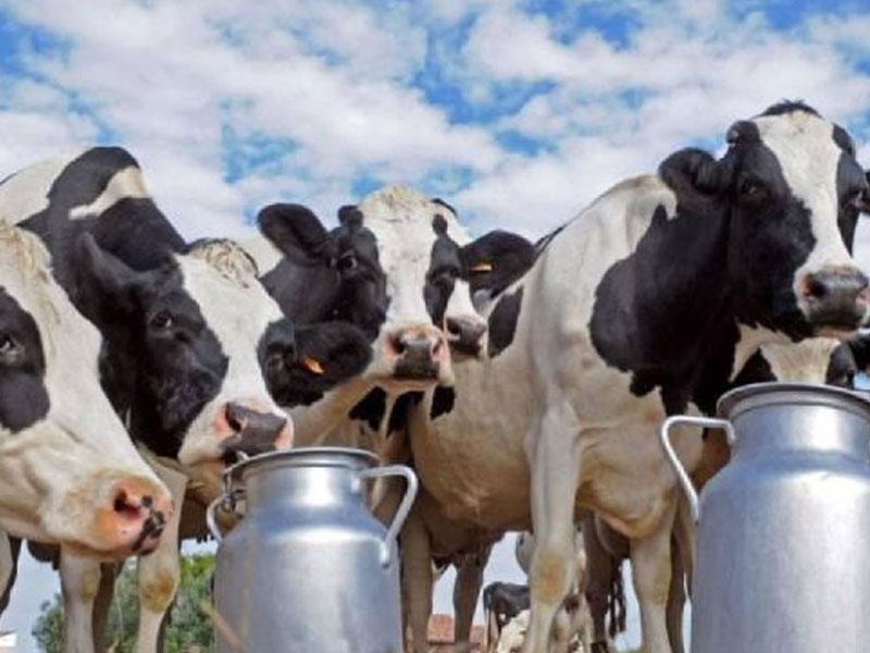 එළ ගවයින් ආනයනයේදී සිදු වූ වංචාවක් ගැන ලංකා කිරි ගොවීන්ගේ සංගමයෙන් අනාවරණයක් එළ ගවයින් ආනයනයේදී සිදු වූ වංචාවක් ගැන ලංකා කිරි ගොවීන්ගේ සංගමයෙන් අනාවරණයක්