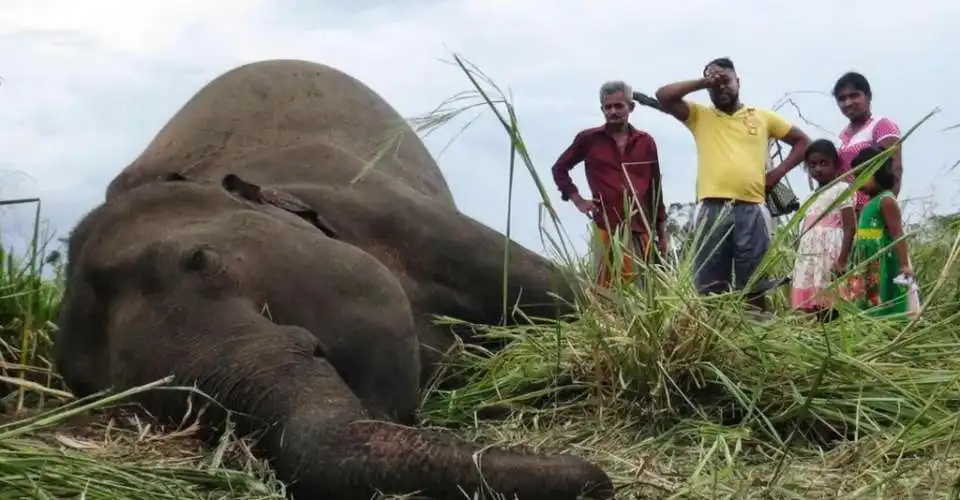 අනාරක්ෂිත විදුලි වැටකට තවත් වන අලියෙක් බිළි වේ අනාරක්ෂිත විදුලි වැටකට තවත් වන අලියෙක් බිළි වේ