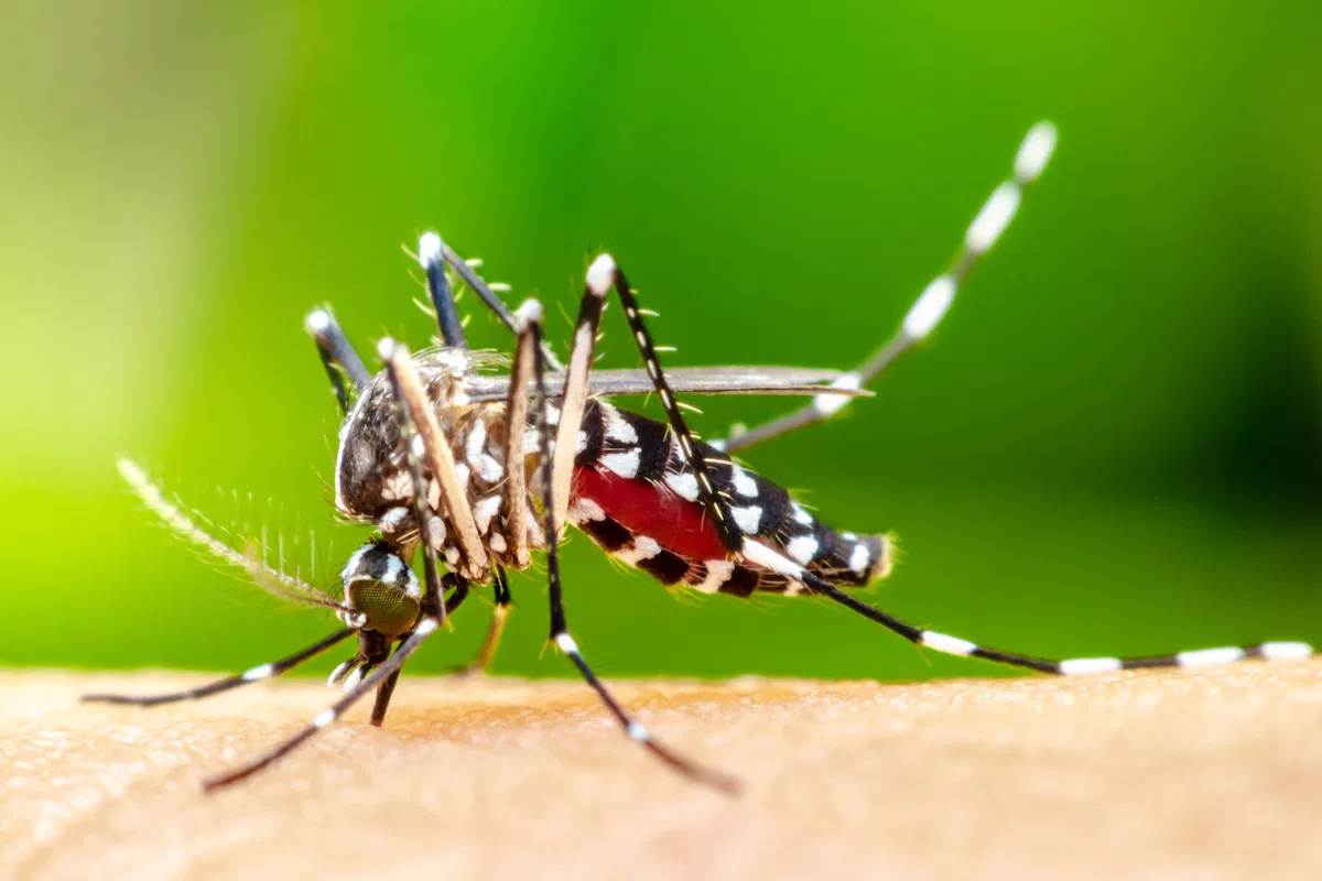 කොළඹ – ගම්පහ ඩෙංගු මඩින්න විශේෂ වැඩසටහනක් කොළඹ – ගම්පහ ඩෙංගු මඩින්න විශේෂ වැඩසටහනක්