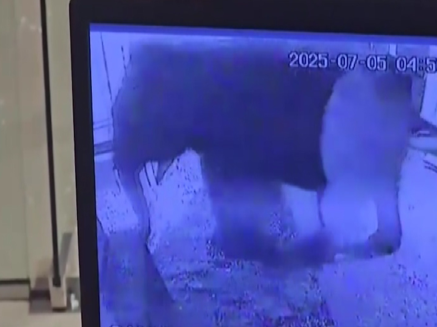 බැංකු ගිය වන අලියා (VIDEO)