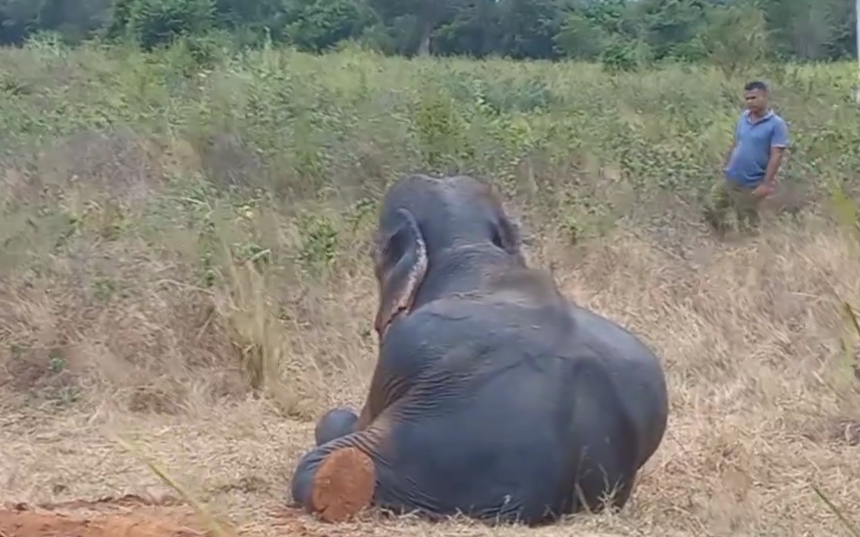 පැටවා අහිමිව වැළපෙන කෙනර (VIDEO)