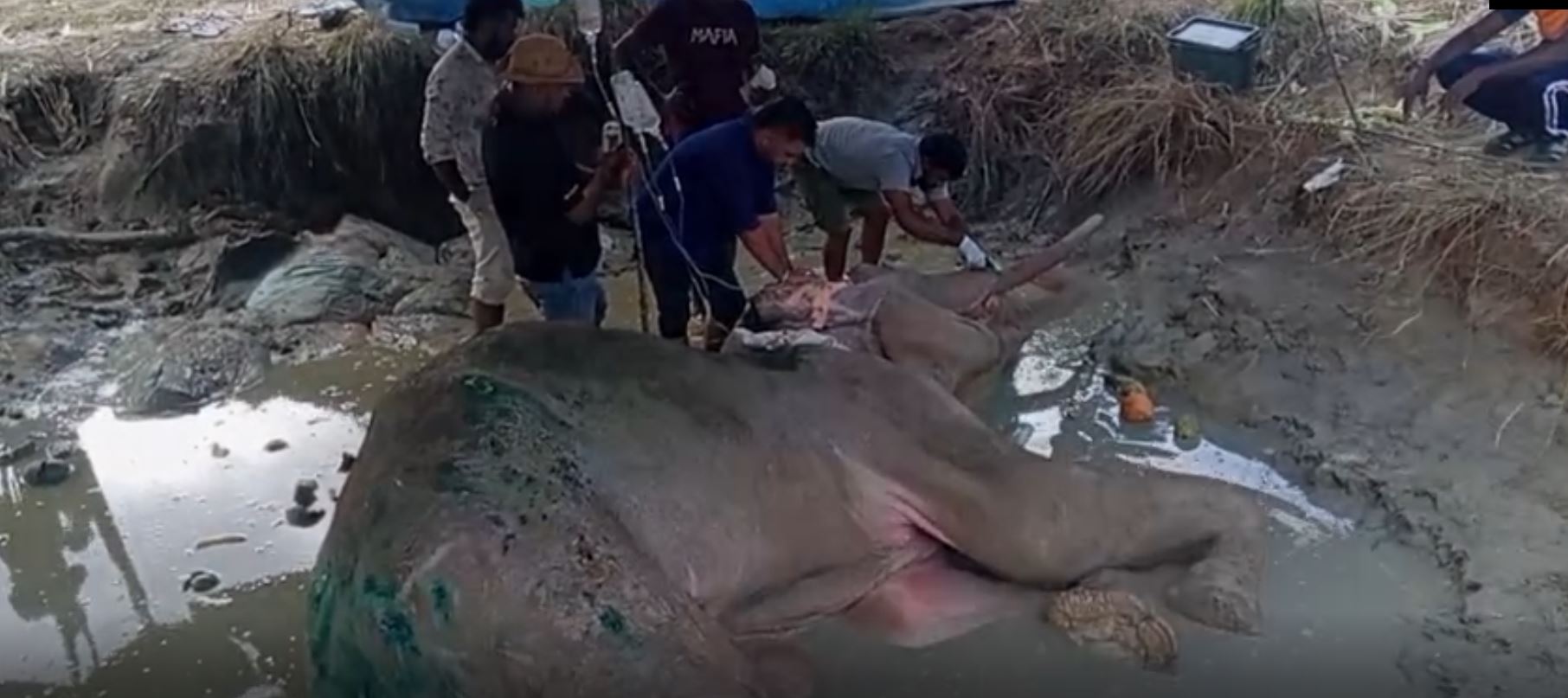 භාතිය හස්තියා ගොඩ ගන්න හය වැනි දිනටත් ප්රතිකාර (VIDEO) භාතිය හස්තියා ගොඩ ගන්න හය වැනි දිනටත් ප්රතිකාර (VIDEO)