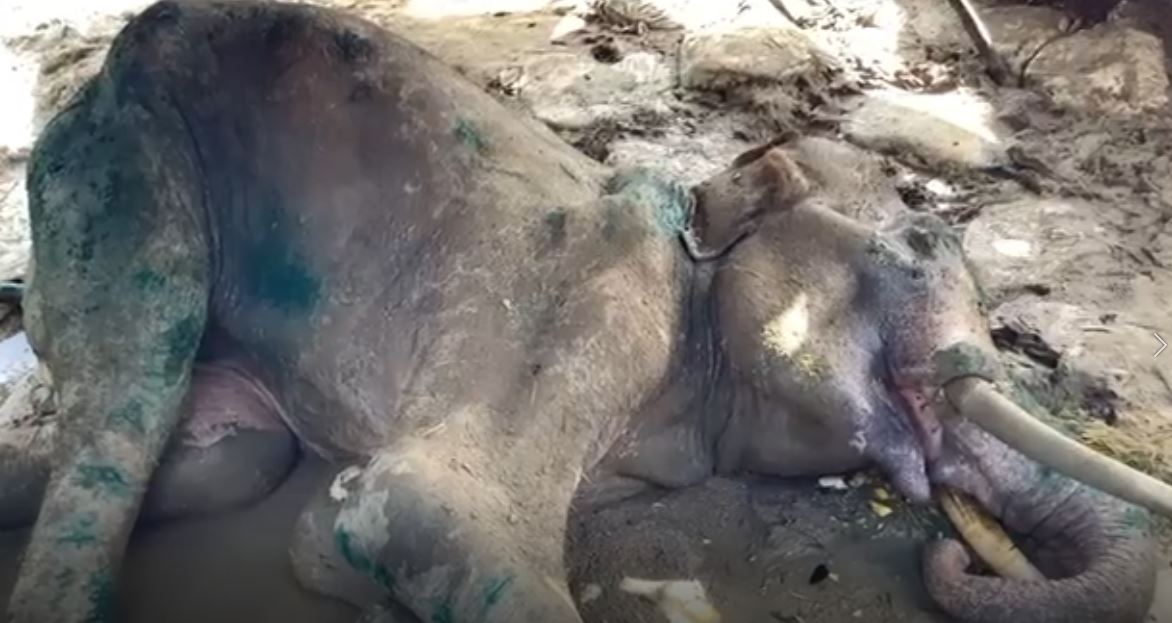 භාතිය ගොඩගන්න පශූ වෛද්යවරු සටනක – කලාවැව යස හස්තියාටත් වෙඩි (VIDEO) භාතිය ගොඩගන්න පශූ වෛද්යවරු සටනක – කලාවැව යස හස්තියාටත් වෙඩි (VIDEO)