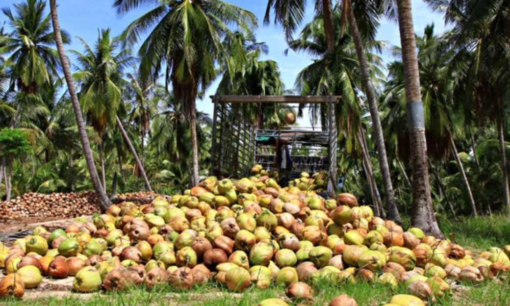 පොල් වගාවේ පළිබෝධ උවදුරු මර්දනය කිරීමට “පොල් දෙසතිය” යාපනයෙන් වැඩ අරඹයි පොල් වගාවේ පළිබෝධ උවදුරු මර්දනය කිරීමට “පොල් දෙසතිය” යාපනයෙන් වැඩ අරඹයි