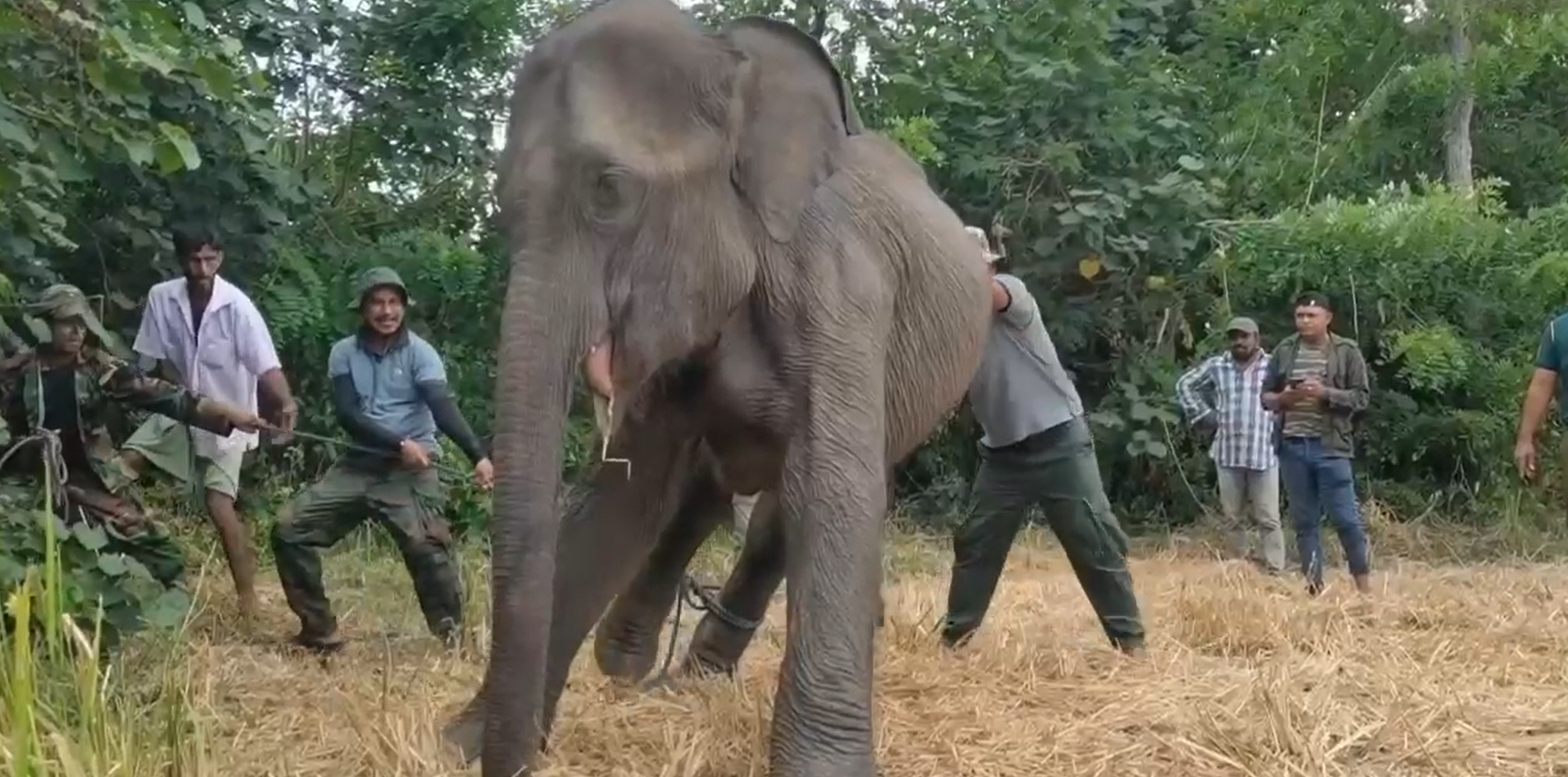 තුවාල ලැබූ සද්දන්තයාට වන ජීවී කරුණාව (VIDEO)