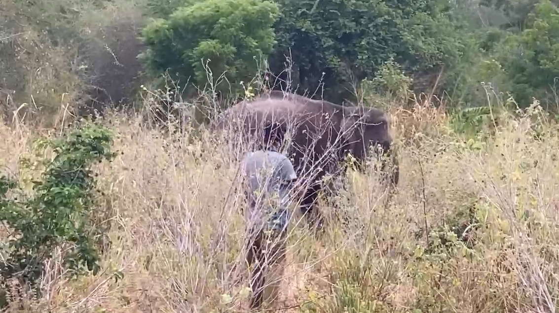 ඔයාමඩුව, නිකවැව වෙඩි වැදුන වන අලියකුට ප්රතිකාර කිරීම ඇරඹේ ඔයාමඩුව, නිකවැව වෙඩි වැදුන වන අලියකුට ප්රතිකාර කිරීම ඇරඹේ