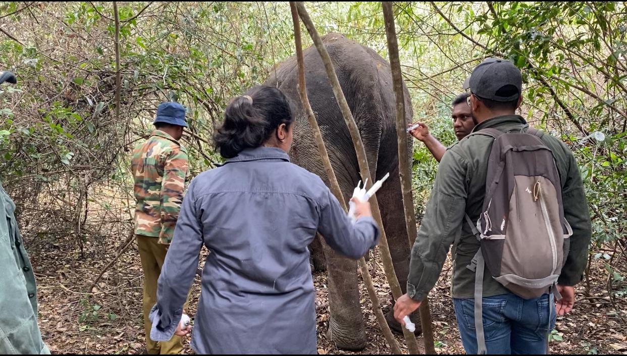 වෙඩි වැදුණු වන අලි දෙදෙනකුට වන ජීවී පශූ වෛද්ය කරුණාව වෙඩි වැදුණු වන අලි දෙදෙනකුට වන ජීවී පශූ වෛද්ය කරුණාව