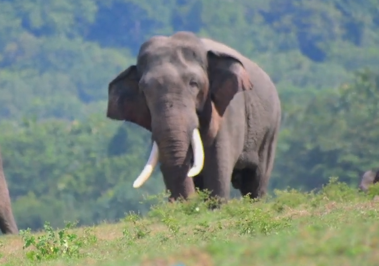 ගල්ගමුවේ කාවන්තිස්ස ඇතුගේ ජීවිතය අනතුරේ බවට ඉගි ගල්ගමුවේ කාවන්තිස්ස ඇතුගේ ජීවිතය අනතුරේ බවට ඉගි