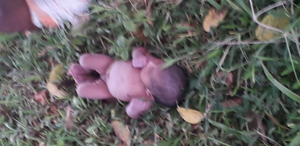 කුඹුරක දමා ගිය දින කීපයක බිළිදියක පොලීසිය මැදිහත්ව රෝහලට බාර දෙයි කුඹුරක දමා ගිය දින කීපයක බිළිදියක පොලීසිය මැදිහත්ව රෝහලට බාර දෙයි