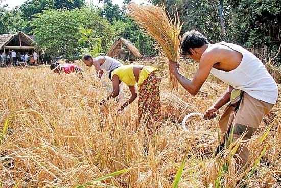 වී මිල දී ගන්න රජය අද සිට ලෑස්තියි වී මිල දී ගන්න රජය අද සිට ලෑස්තියි