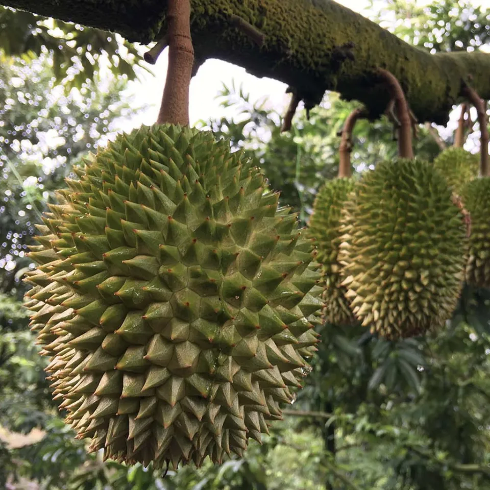 දූරියන් ගෙඩියක් රැකගන්න තැබූ වෙඩි පහරකින් තරුණයෙක් මරුට (VIDEO) දූරියන් ගෙඩියක් රැකගන්න තැබූ වෙඩි පහරකින් තරුණයෙක් මරුට (VIDEO)