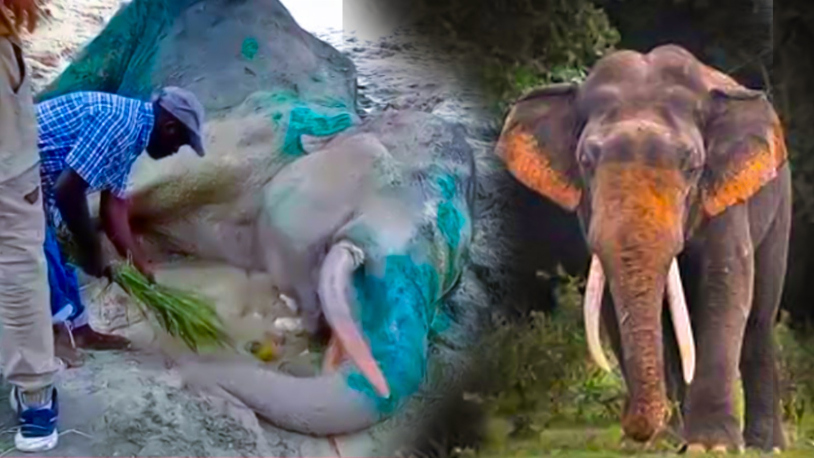 භාතිය ඇත් රජු, අප හැර යයි භාතිය ඇත් රජු, අප හැර යයි