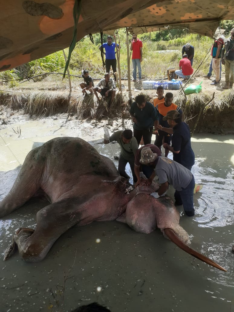 භාතියට ප්රතිකාර කරන්න පේරාදෙනිය පශුවෛද්ය පීඨයෙන් යයි භාතියට ප්රතිකාර කරන්න පේරාදෙනිය පශුවෛද්ය පීඨයෙන් යයි
