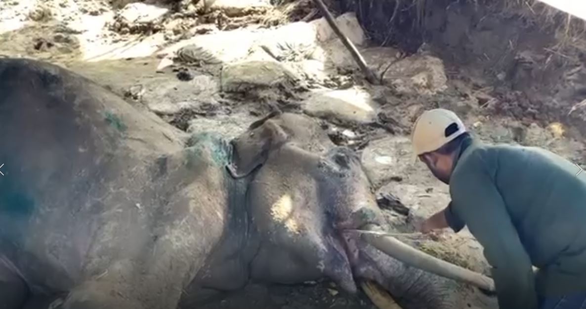 භාතිය ගේ සිලම්බු අඩිය ගැලවී ඇති පාදයට ප්රතිකාර කිරීම අරඹයි (VIDEO) භාතිය ගේ සිලම්බු අඩිය ගැලවී ඇති පාදයට ප්රතිකාර කිරීම අරඹයි (VIDEO)