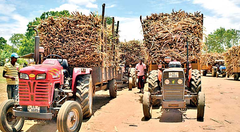 සෙවනගල ලංකා සීනි සමාගම වසා දැමීමේ අවදානමක් ගැන ගොවියන් අතර බියක් සෙවනගල ලංකා සීනි සමාගම වසා දැමීමේ අවදානමක් ගැන ගොවියන් අතර බියක්