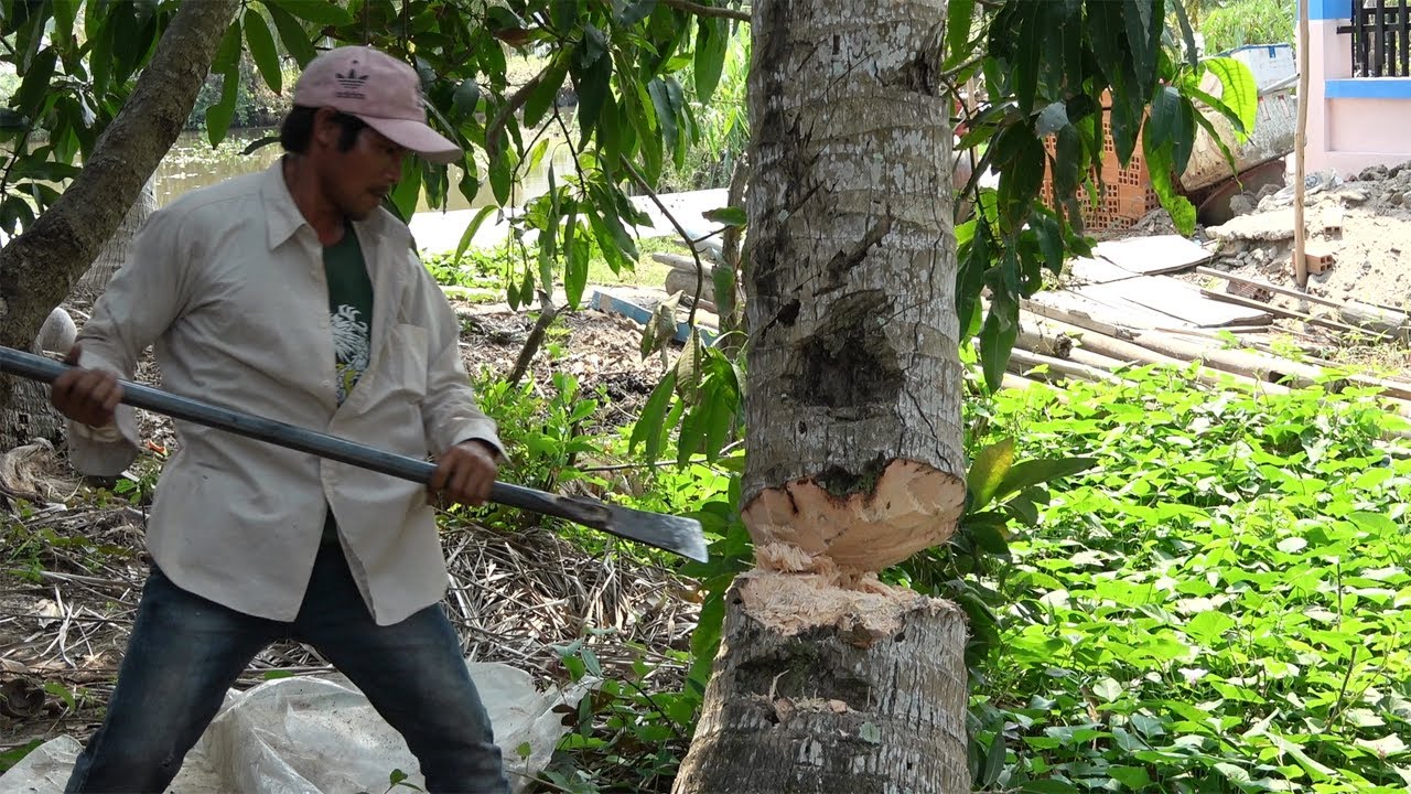 පොල් ගස් කැපුවොත් සිර දඬුවම් දෙන්නත් පුළුවන් – පොල් සංවර්ධන මණ්ඩලයේ සභාපති පොල් ගස් කැපුවොත් සිර දඬුවම් දෙන්නත් පුළුවන් – පොල් සංවර්ධන මණ්ඩලයේ සභාපති