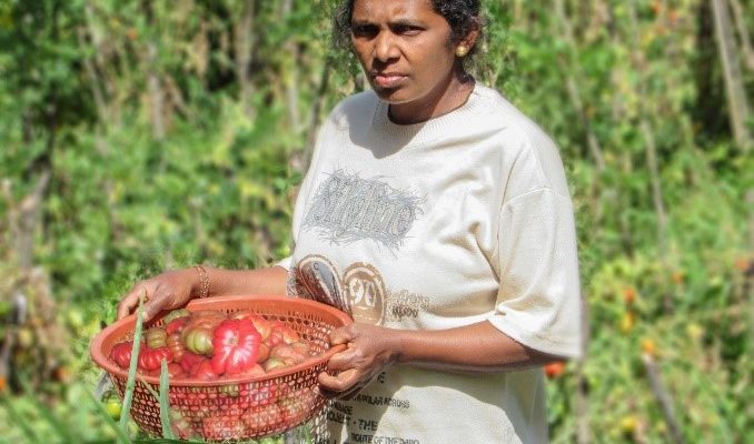 තක්කාලි මිල පහළ වැටී ගොවියෝ දුක් වේ (VIDEO) තක්කාලි මිල පහළ වැටී ගොවියෝ දුක් වේ (VIDEO)