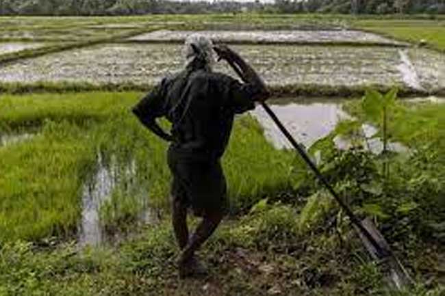 වගා හානි වන්දි රුපියල් මිලියන 1484ක් ගෙවා අවසන්