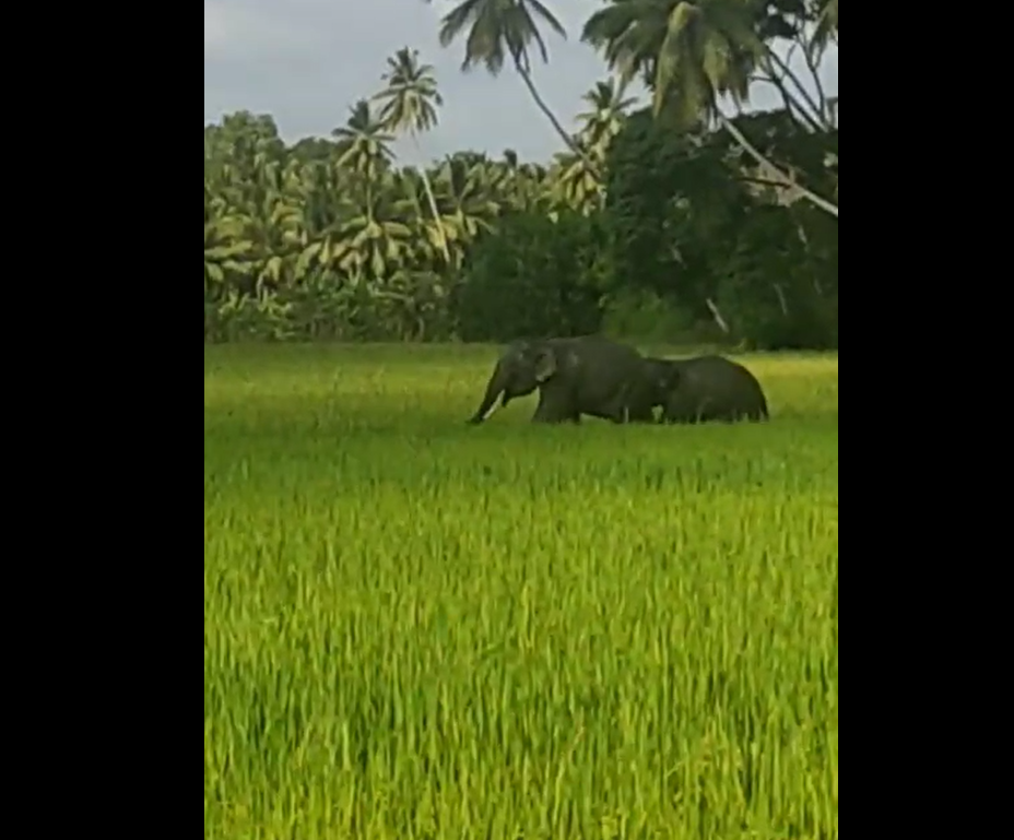 අඟුණුකොළපැලැස්ස ගම් වදින වන අලි ගැටලුවට ජනතාව විසදුම් ඉල්ලයි අඟුණුකොළපැලැස්ස ගම් වදින වන අලි ගැටලුවට ජනතාව විසදුම් ඉල්ලයි