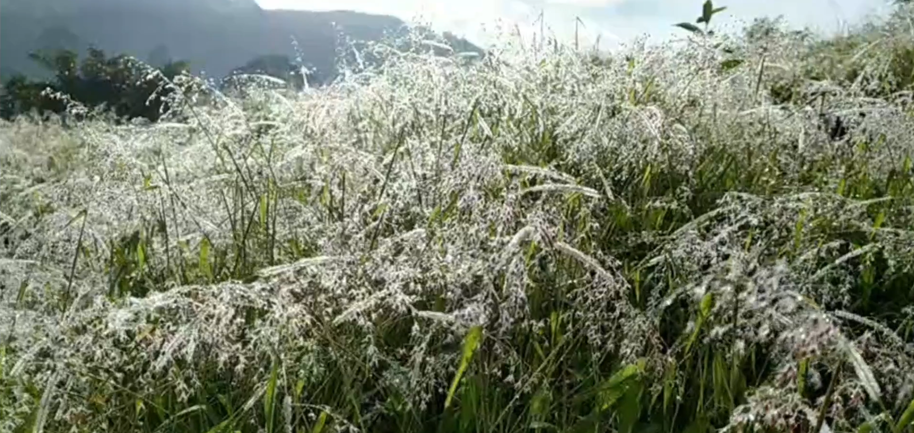 බගවන්තලාවට මල් තුහින බගවන්තලාවට මල් තුහින