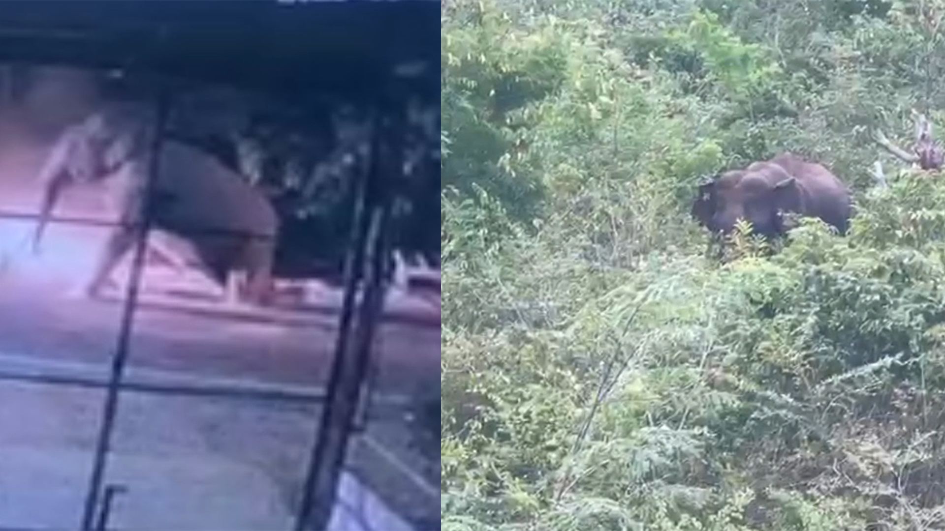 කිතුල්කොටේ දී වෑන් රථයක ගැටුණ වන අලියා සුවෙන් කිතුල්කොටේ දී වෑන් රථයක ගැටුණ වන අලියා සුවෙන්