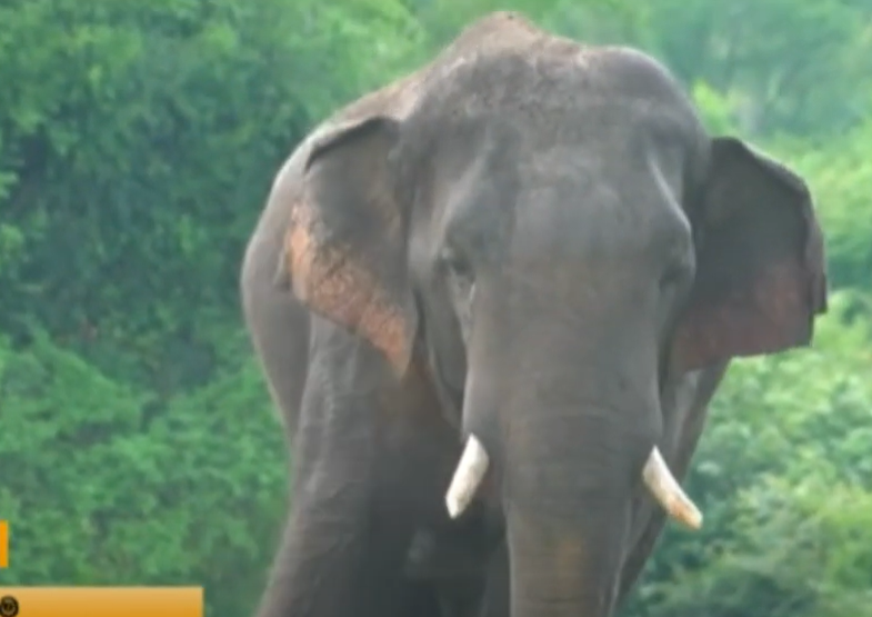 කලාවැව මංගල ඇතාගේත් වෙඩි සලකුණු (VIDEO) කලාවැව මංගල ඇතාගේත් වෙඩි සලකුණු (VIDEO)