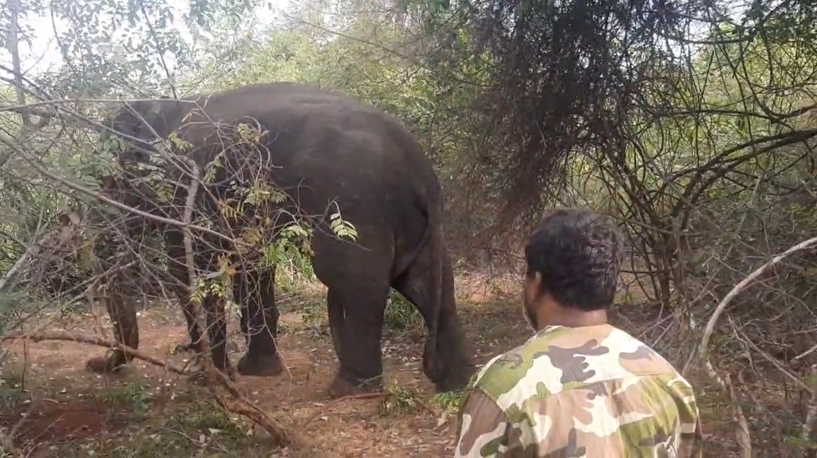 නිහඩ නොවන තුවක්කු නිසා දුක් විදින වන අලි – රිටිගල කරපටියාත් උන්ඩ නිසා ආබාධිතයි