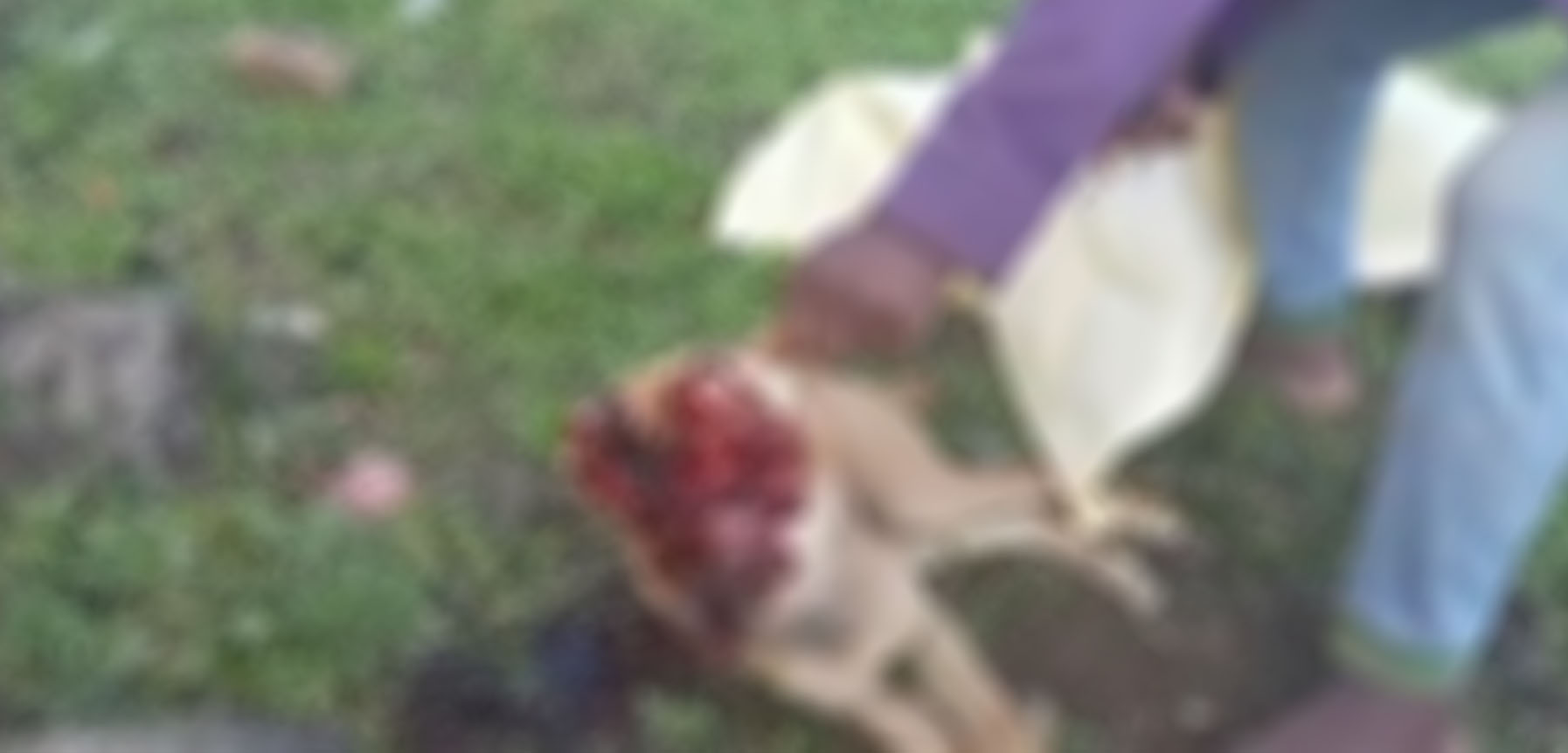 බල්ලන් මරණ හගුරන්කෙත හක්ක පටස් උගුල් බල්ලන් මරණ හගුරන්කෙත හක්ක පටස් උගුල්