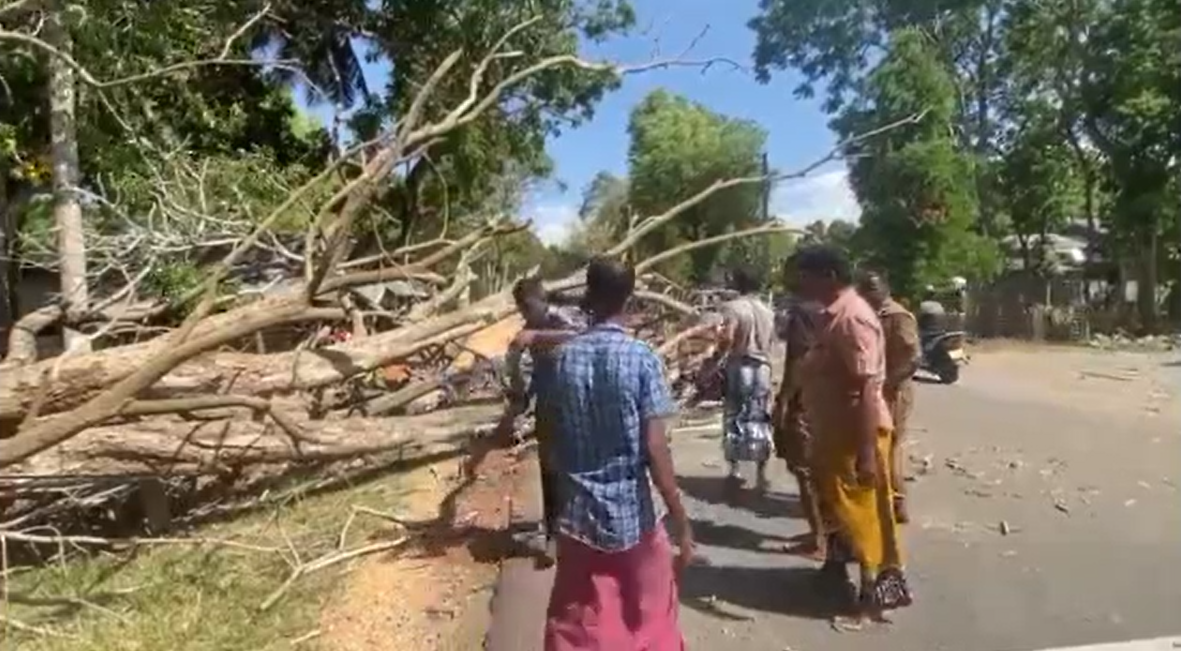 තණමල්විල වාහන 3 ක් මතට ගසක් වැටී හානි