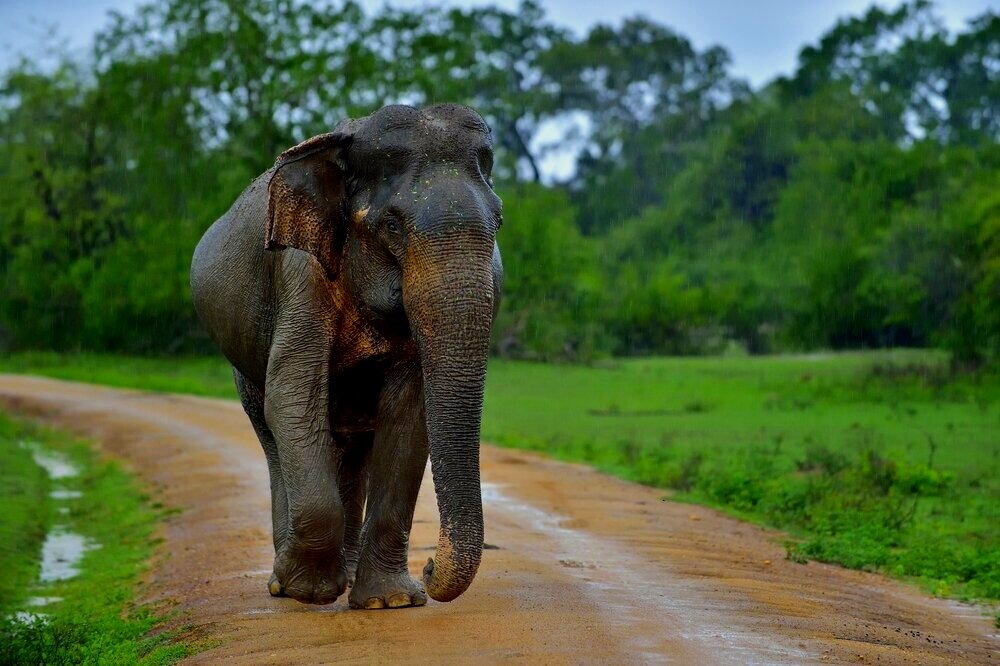 අසංවේදී මිනිසුන්ගේ වෙඩි උන්ඩවලට ගොදුරුව දුක් විදින වන අලි ප්රජාව (VIDEO) අසංවේදී මිනිසුන්ගේ වෙඩි උන්ඩවලට ගොදුරුව දුක් විදින වන අලි ප්රජාව (VIDEO)