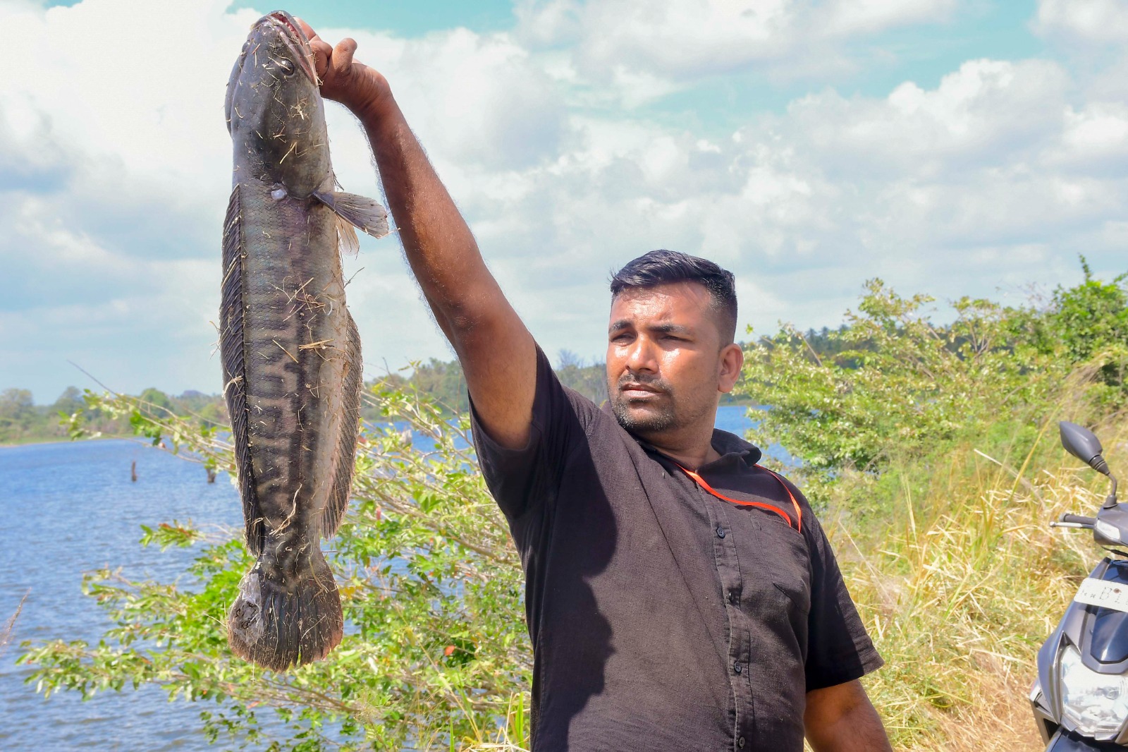 ආක්‍රමණශීලී මත්ස්‍ය විශේෂ හතරක් ආනයනය, ප්‍රවාහනය, ලඟ තබා ගැනීම, අභිජනනය සහ විකිණීමට තහනමක්