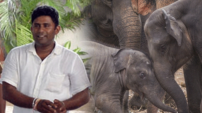“අලි රොෂාන්ට” වසර 15 සිර දඩුවමක්