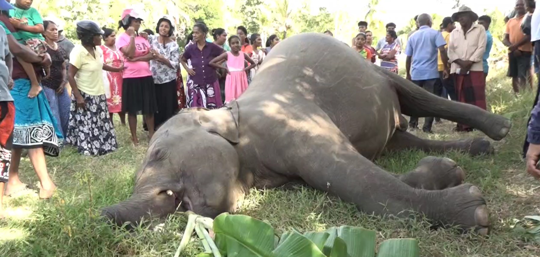 නොමිනිස් වෙඩි පහරකින් හිගුරක්ගොඩ සද්දන්තයෙක් අවසන් ගමන් යයි