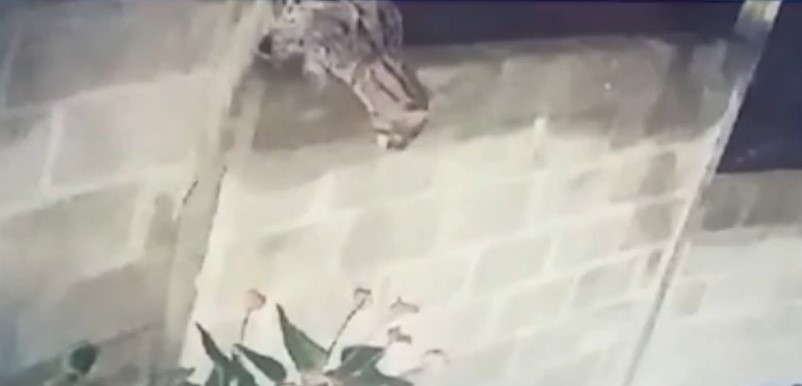 හදුන් දිවියන් නිසා ලිඳුල ප්‍රදේශවාසීන්ට හිරිහැර