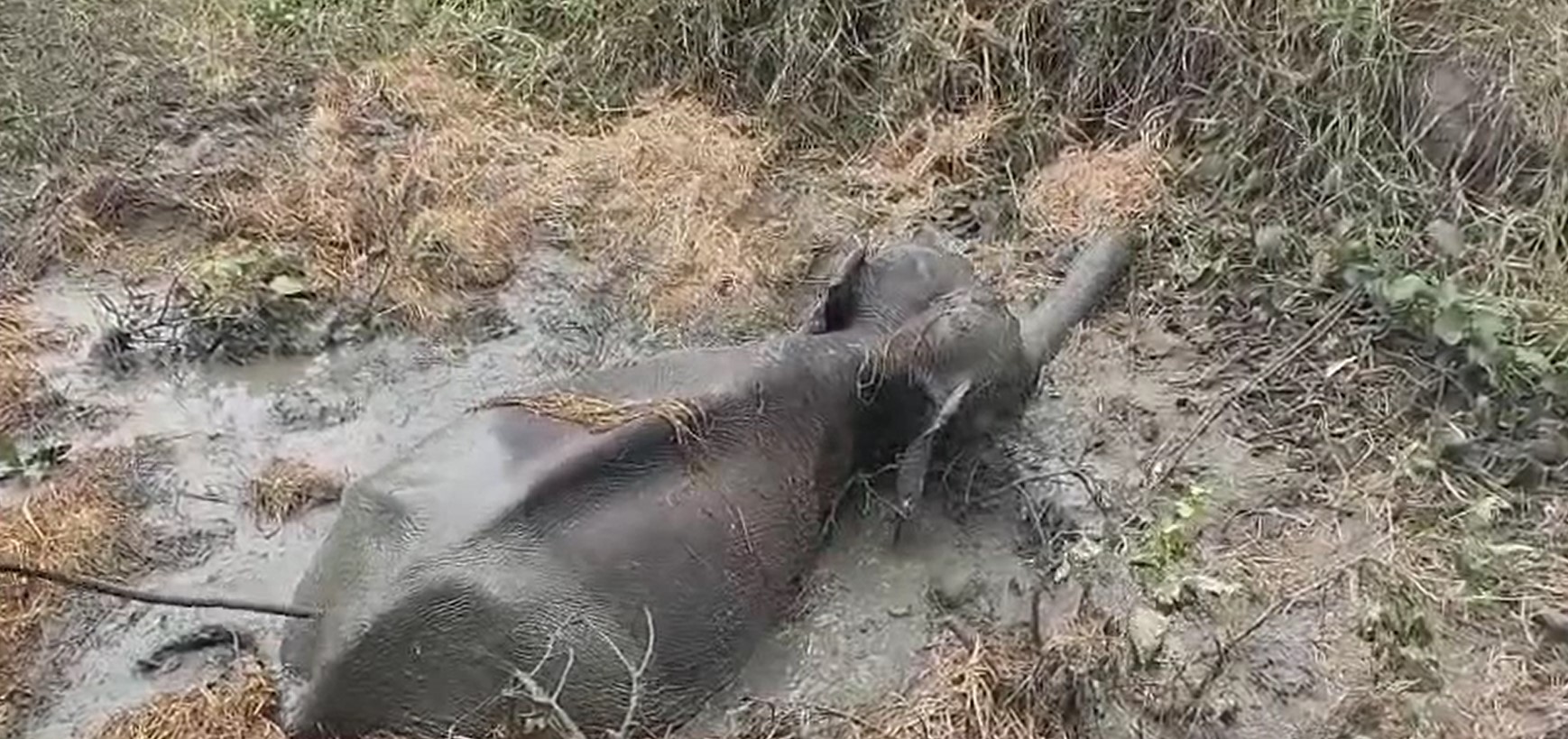 මැදිරිගිරිය – පඟුරාණ මඩ ඇලක සිටින වන අලියකු  මුදාගන්න වන ජීවී නිලධාරීන්ට ලණුවක්වත් නෑ