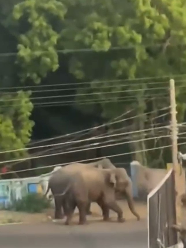 වසර 15 කට පසුව මැදිරිගිරිය නගරයට වන අලි ඇවිත්