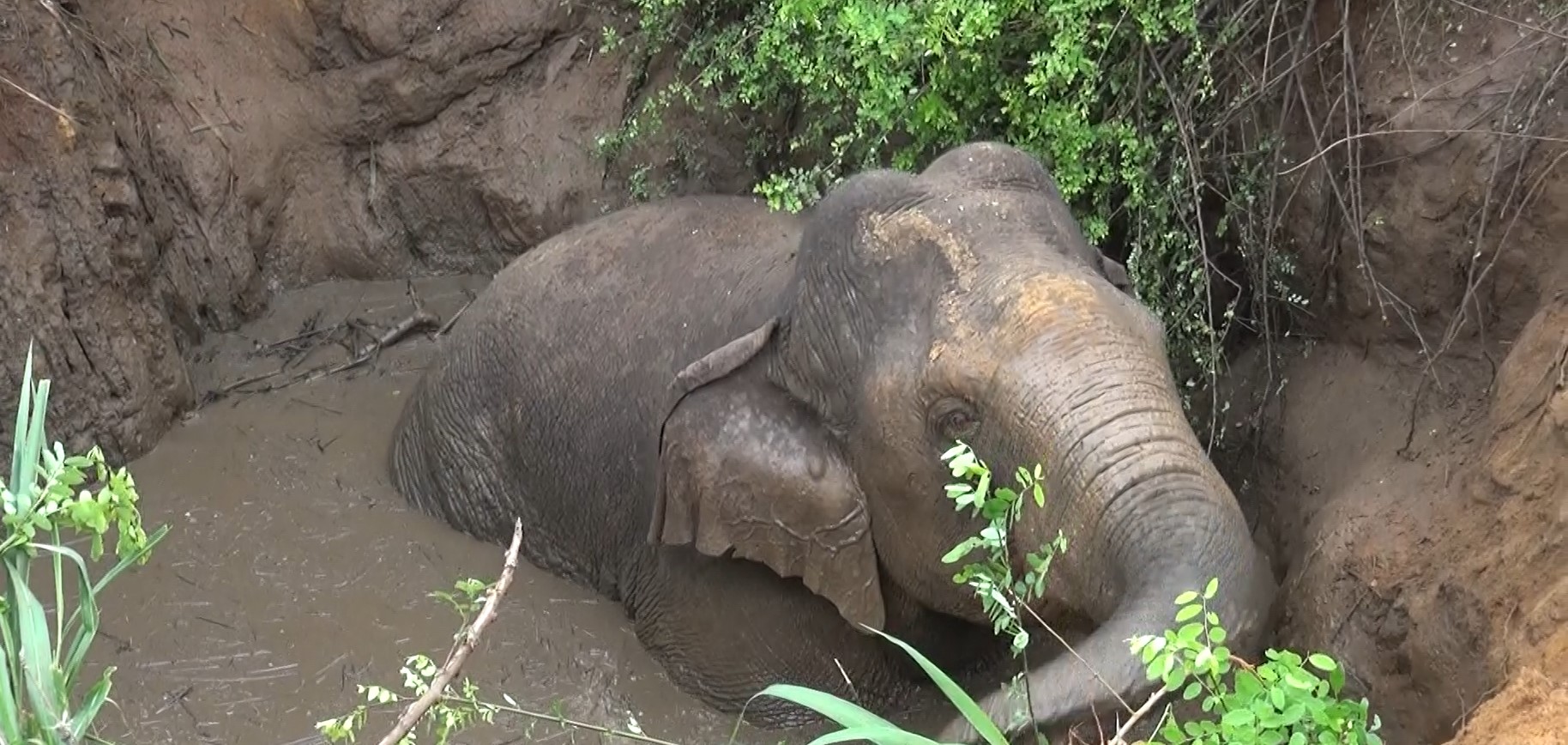 වගා ලිඳකට වැටුණු වන අලියෙක් වන ජීවී නිලධාරීන් මුදාගනී