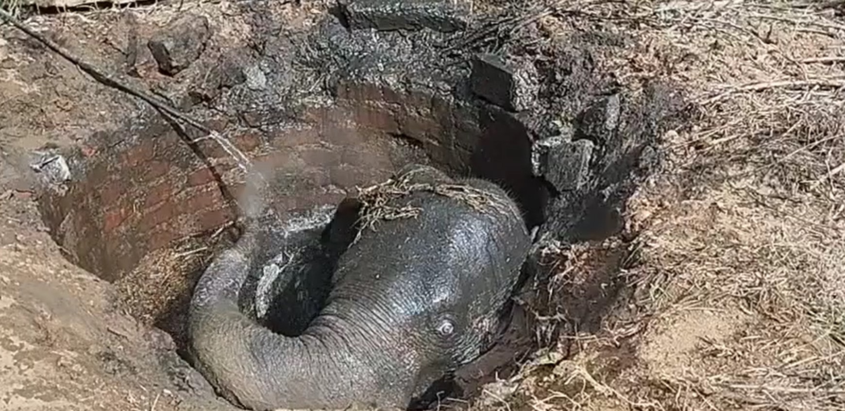 මැදිරිගිරියේ දී වැසිකිලි වලකට වැටුණු වන අලියෙක් ගොඩ ගෙන පලවා හරී