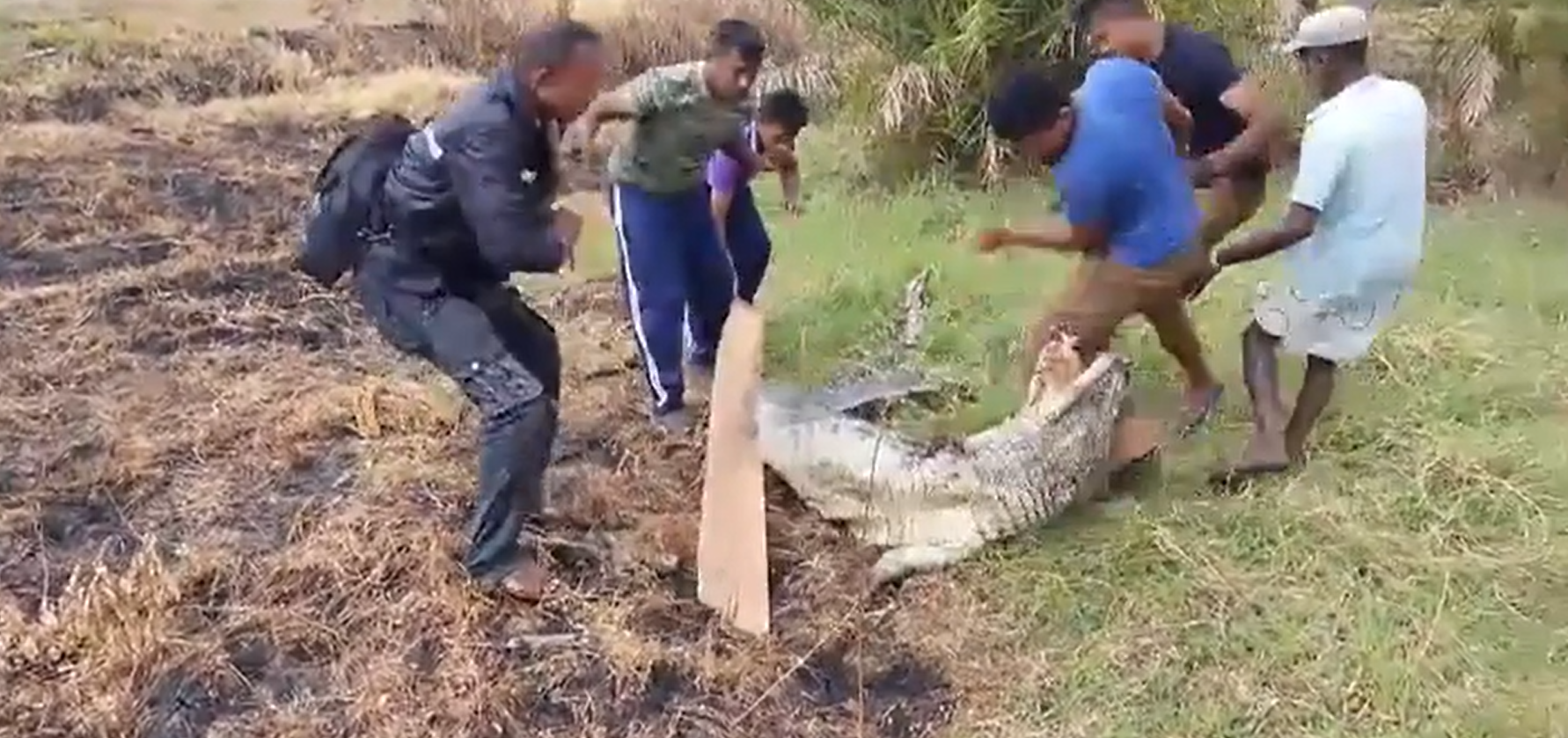 කෝච්චියට පැන්න කිඹුලාට වන ජීවී ප්‍රතිකාර (VIDEO)