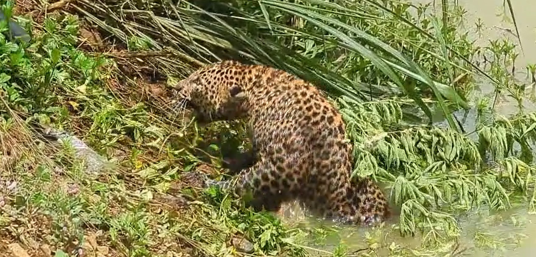 කකුල් කඩාගත් කදුකර කොටියකුට පශූ වෛද්‍ය ප්‍රතිකාර