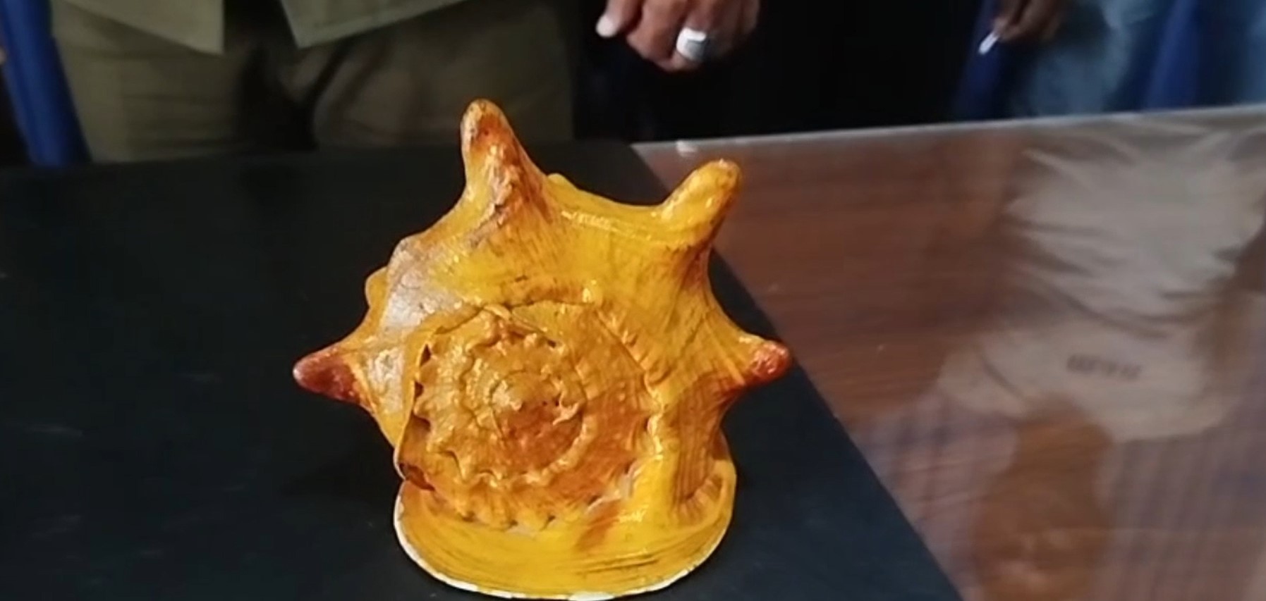 රුපියල් ලක්ෂ දොලහකට අධික වටිනාකමකින් යුතු වාලම්පුරියක් විකිණීමට ගිය පුද්ගලයෙක් අත්අඩංගුවට