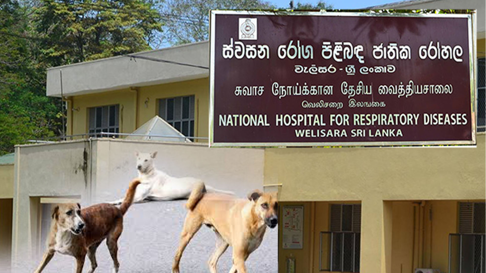 වැලිසර ළය රෝහල අයාලේ යන සුනඛයින්ගෙන් ලෙඩ වෙයි (VIDEO) වැලිසර ළය රෝහල අයාලේ යන සුනඛයින්ගෙන් ලෙඩ වෙයි (VIDEO)