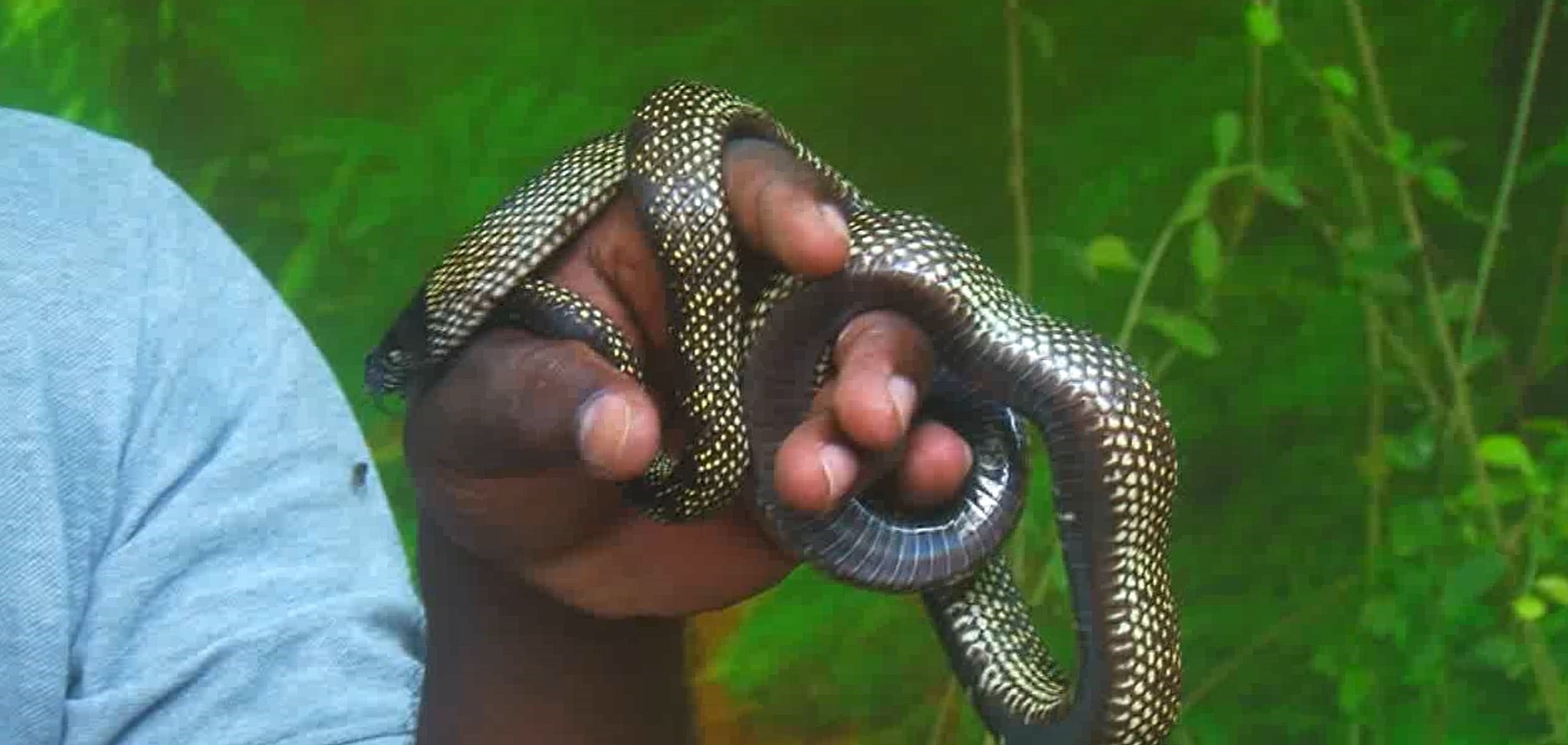 කටුනායකට පැමිණි නීති විරෝධී සර්පයින් දෙහිවල යයි