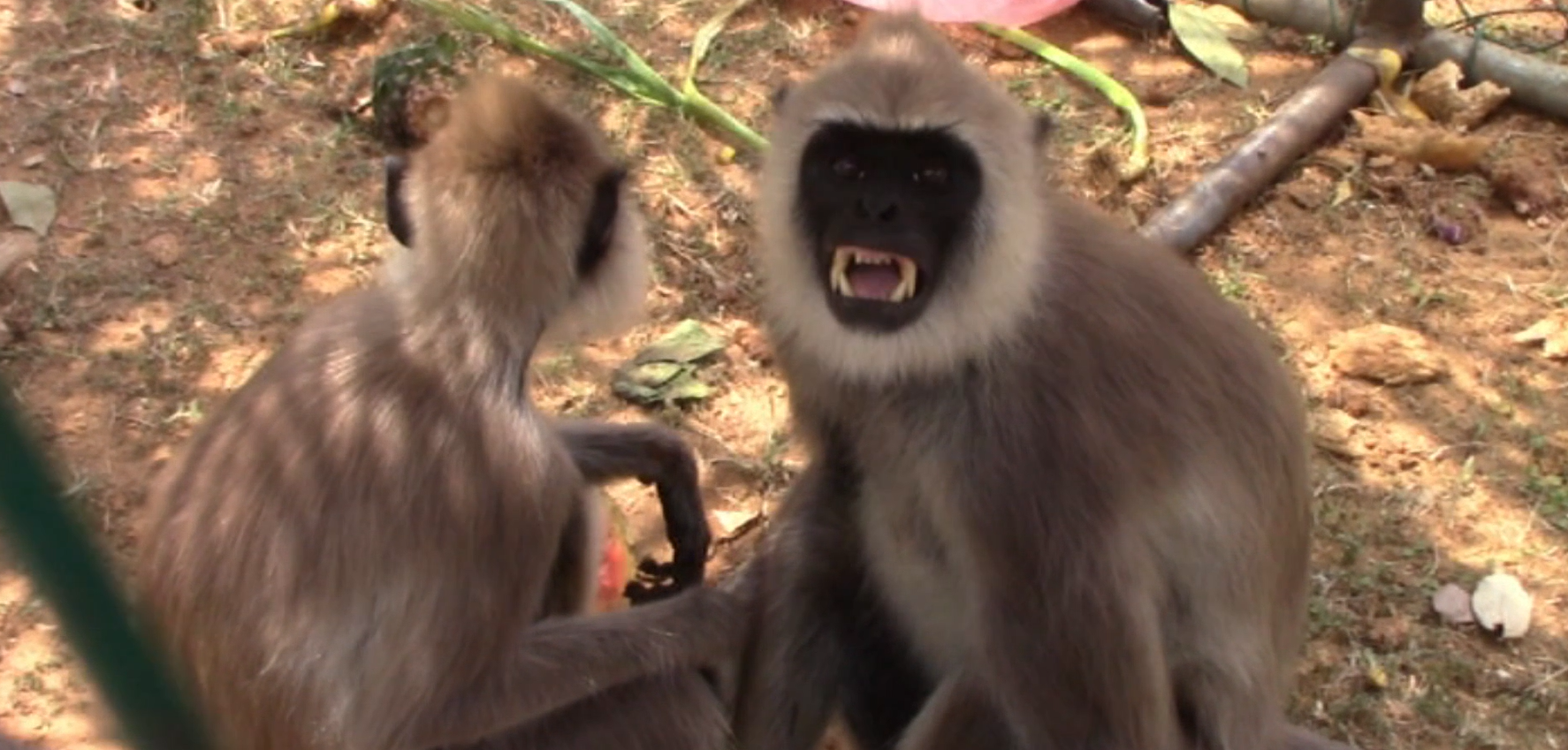 රිලව් , වඳුරු උවදුර නිසා කතරගම ගොවියන් දුකෙන් (VIDEO)
