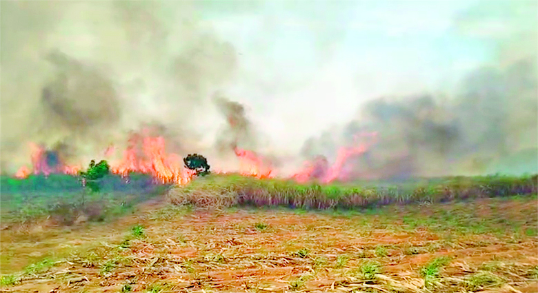 උක් ගොවියෝ ගිනිගත් උක් දඩු මිලට ගන්නැයි ඉල්ලති (VIDEO) උක් ගොවියෝ ගිනිගත් උක් දඩු මිලට ගන්නැයි ඉල්ලති (VIDEO)