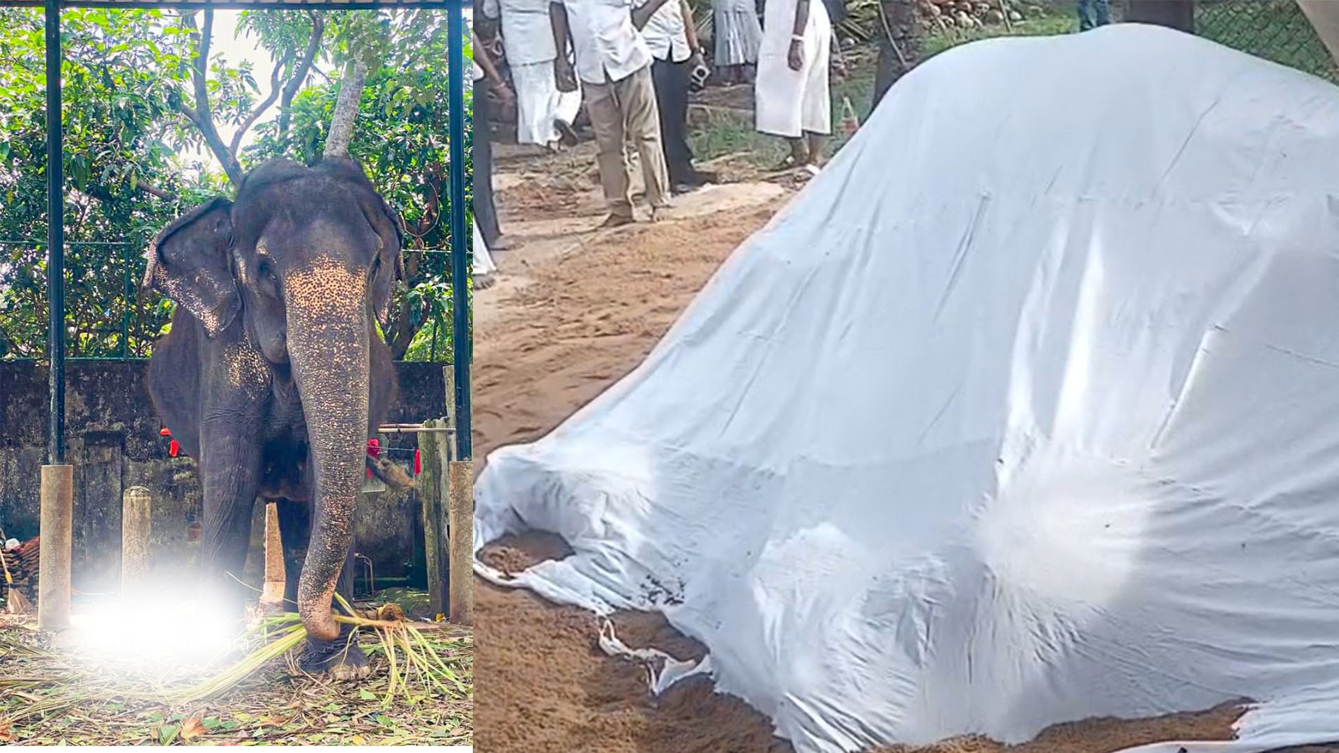බෙල්ලන්විල මැණිකා ඇතින්න මිය යයි